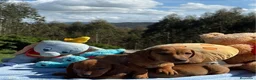 Teckel Miniatura perros en venta: Teckel.  - Anuncio 2