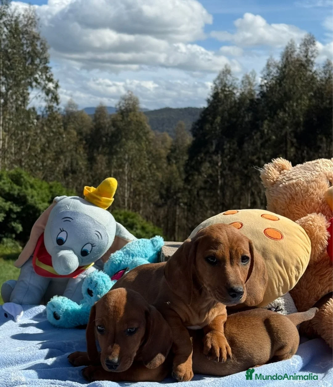 Teckel Miniatura perros en venta: Teckel.  - Anuncio 2