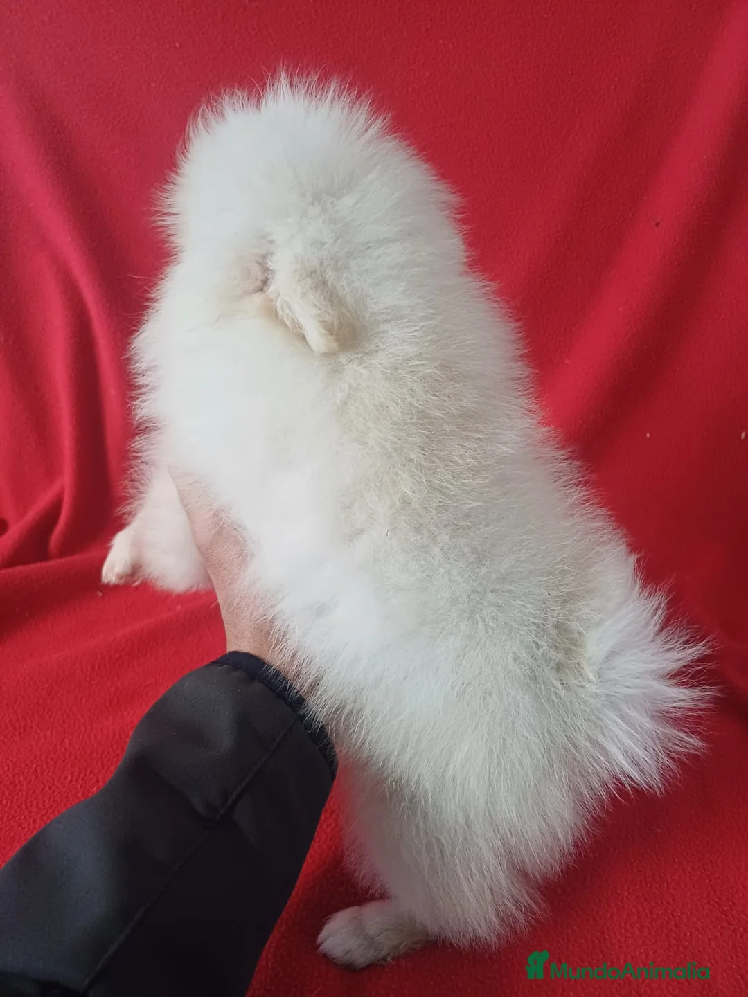 Pomerania perros en venta: Pomerania Standar  - Anuncio 2