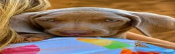 Weimaraner perros en venta: Bracos de Weimar magníficos - Anuncio 9
