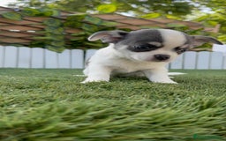 Chihuahua perros en venta: CHIHUAHUA MACHO DISPONIBLE - Imagen 6