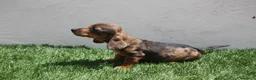 Teckel Miniatura perros en venta: Teckel Miniatura  - Anuncio 11