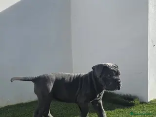 Cane Corso perros CAME CORSO BLUE PEDIGREE - Anuncio 1
