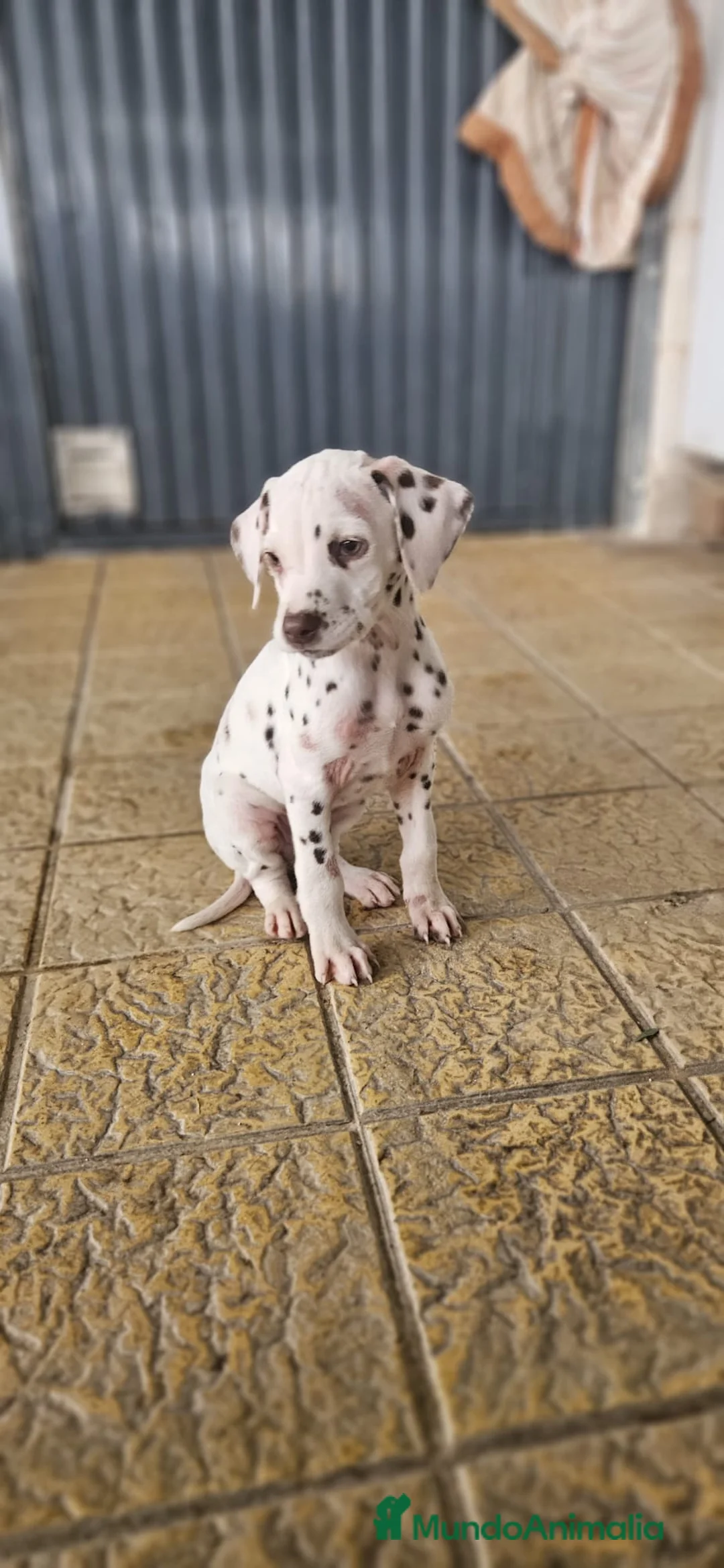 Dálmata perros en venta: Cachorros dálmatas - Anuncio 3