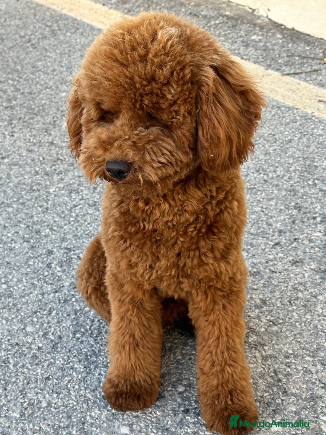 Caniche Enano perros para monta: Caniche enano para montas - Imagen 3