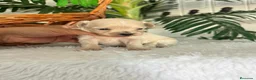 Maltipoo perros en venta: MALTIPOO DE LÍNEA COREANA – PEQUEÑOS QUE ENAMORAN - Anuncio 4