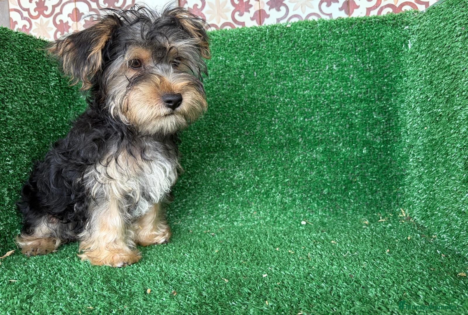 Yorkshire Terrier perros yorkshire terrier - Anuncio 1