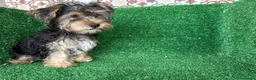 Yorkshire Terrier perros en venta: yorkshire terrier - Anuncio 1