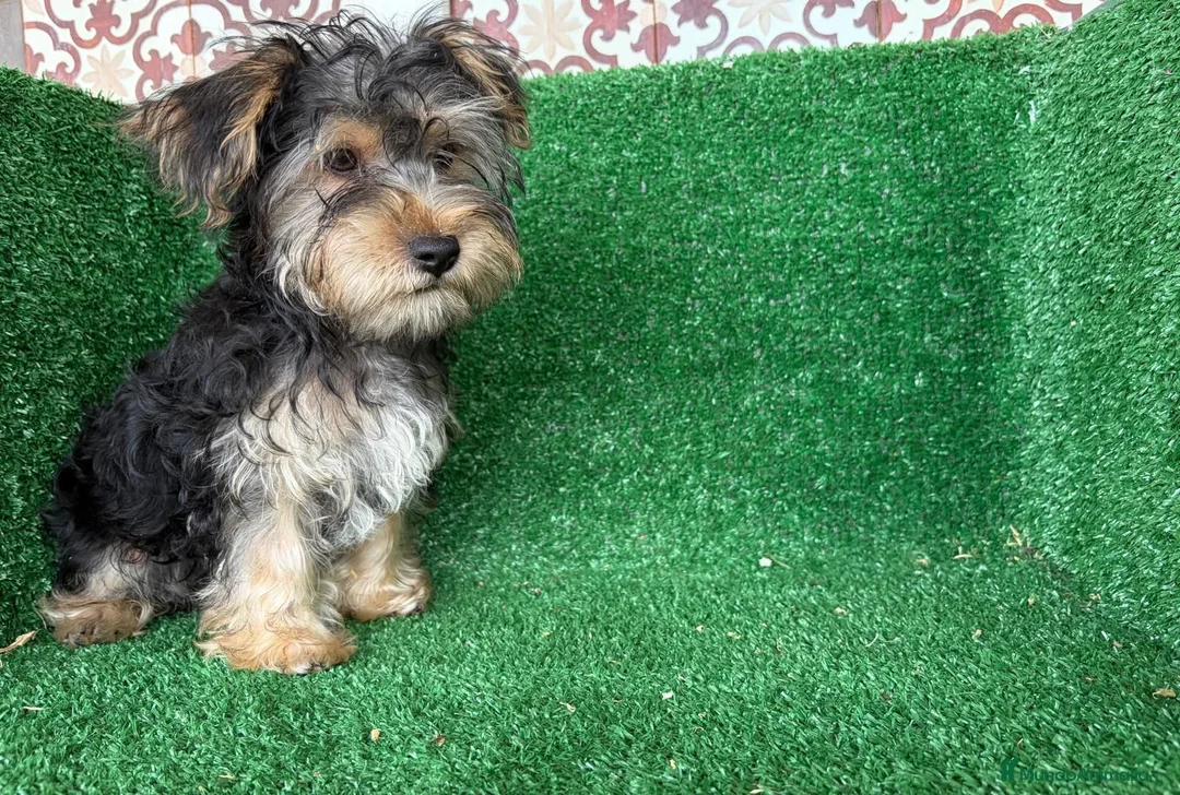 Yorkshire Terrier perros en venta: yorkshire terrier - Anuncio 1