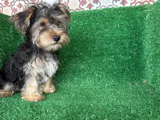 Yorkshire Terrier perros yorkshire terrier - Anuncio 1
