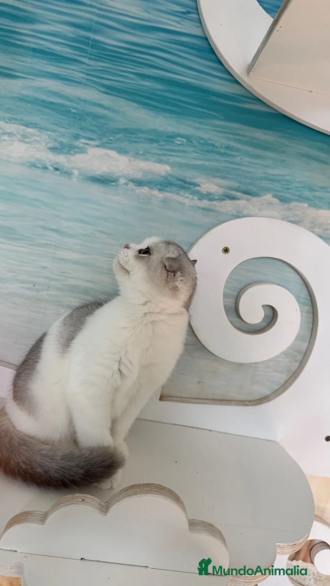 Scottish Fold gatos en venta: Scottish fold - Anuncio 2