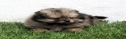 Pomerania perros en venta: Pomerania - Anuncio 3