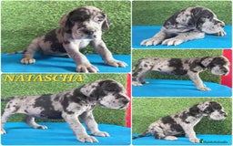 Dogo Alemán perros en venta: Cachorros diferentes colores - Imagen 3