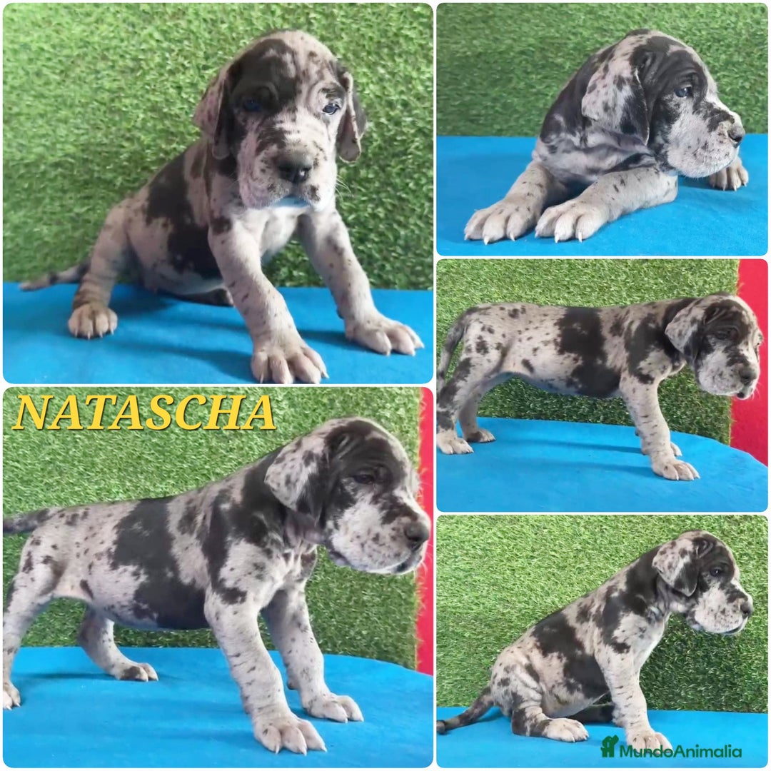 Dogo Alemán perros en venta: Cachorros diferentes colores - Imagen 3