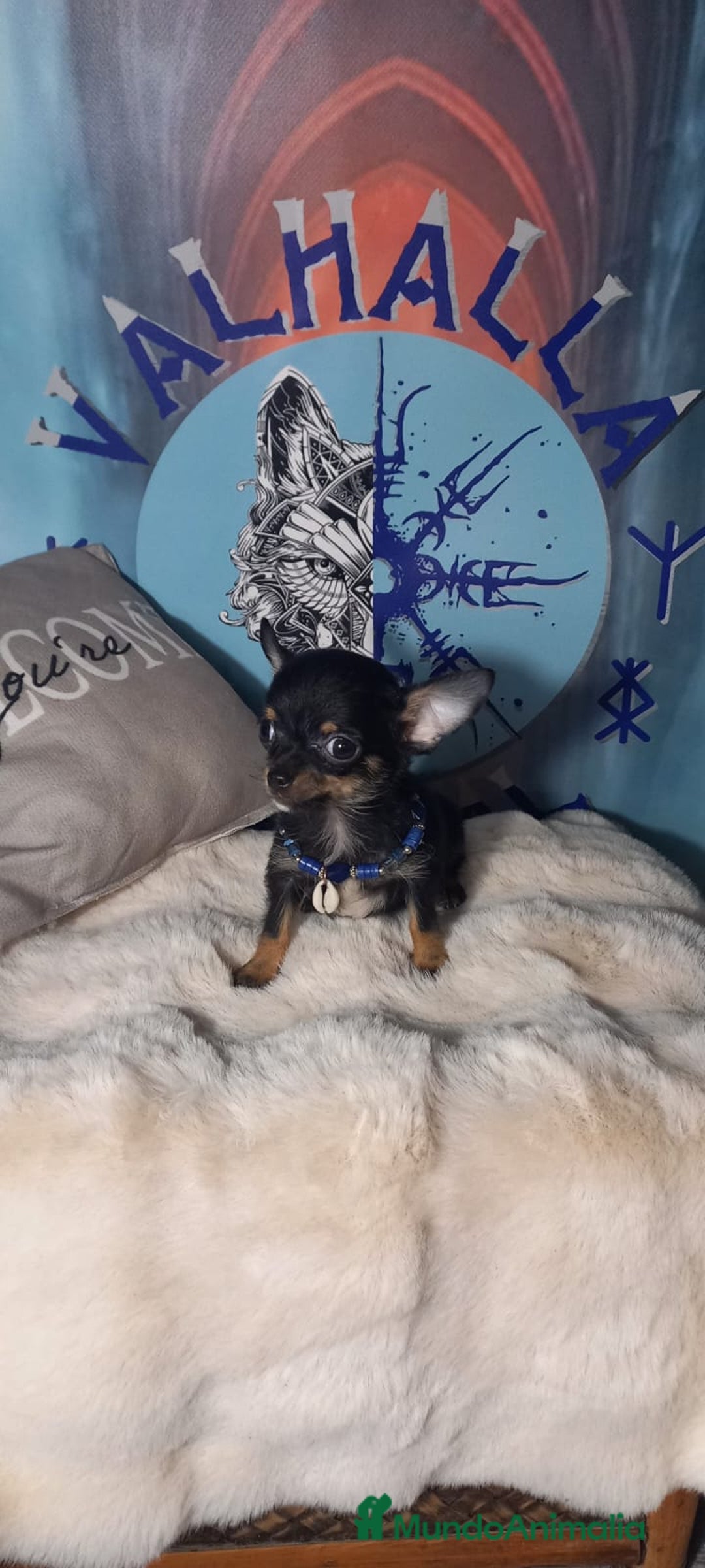 Chihuahua perros en venta:  Machos preciosos de chihuahua cabeza venado  - Imagen 6