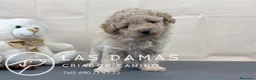 Pomapoo perros en venta: Pomapoo disponibles - Anuncio 1