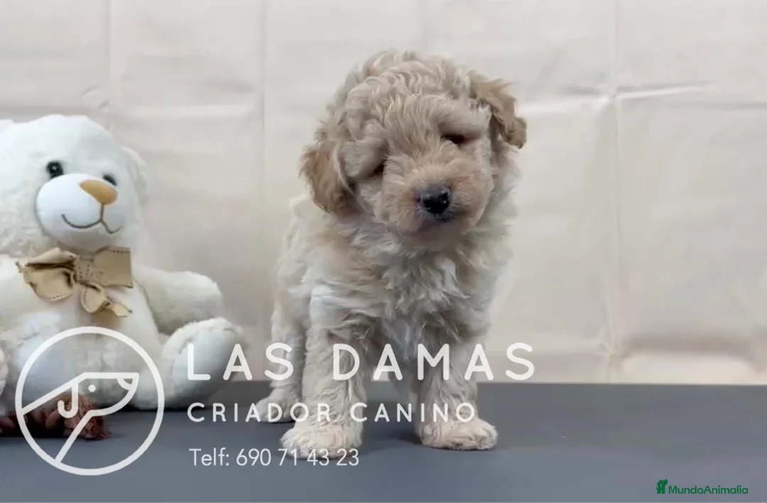 Pomapoo perros en venta: Pomapoo disponibles - Anuncio 1