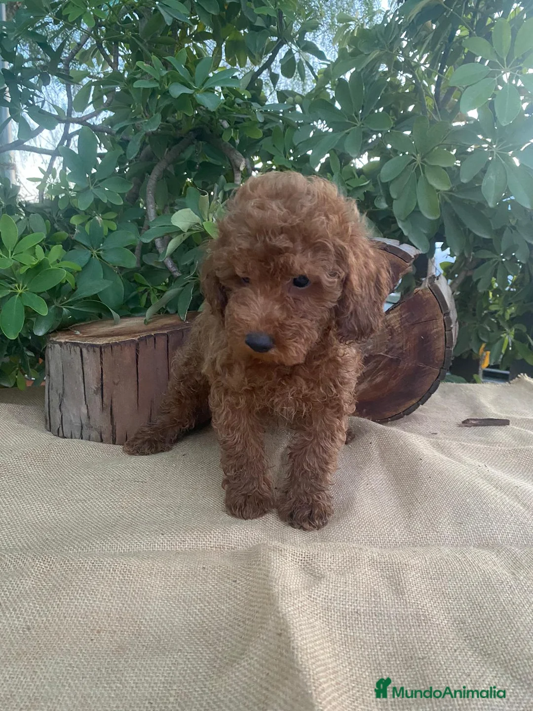 Caniche Toy perros en venta: PRECIOSOS CANICHE  ROJO LINEA TOY - Anuncio 18