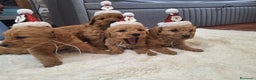 Goldendoodle perros en venta: Goldendoodle medianos  - Anuncio 14