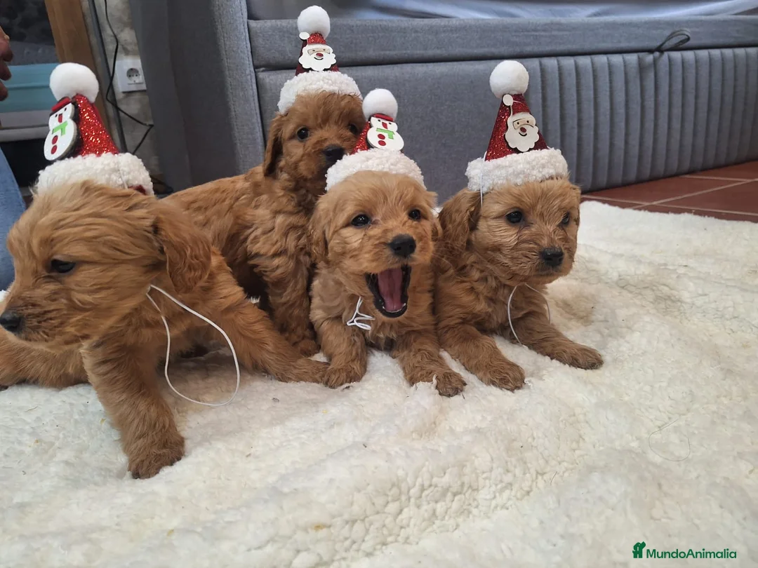 Goldendoodle perros en venta: Goldendoodle medianos  - Anuncio 14