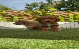 Caniche Toy perros en venta: CANICHE TOY MACHOS - Imagen 13