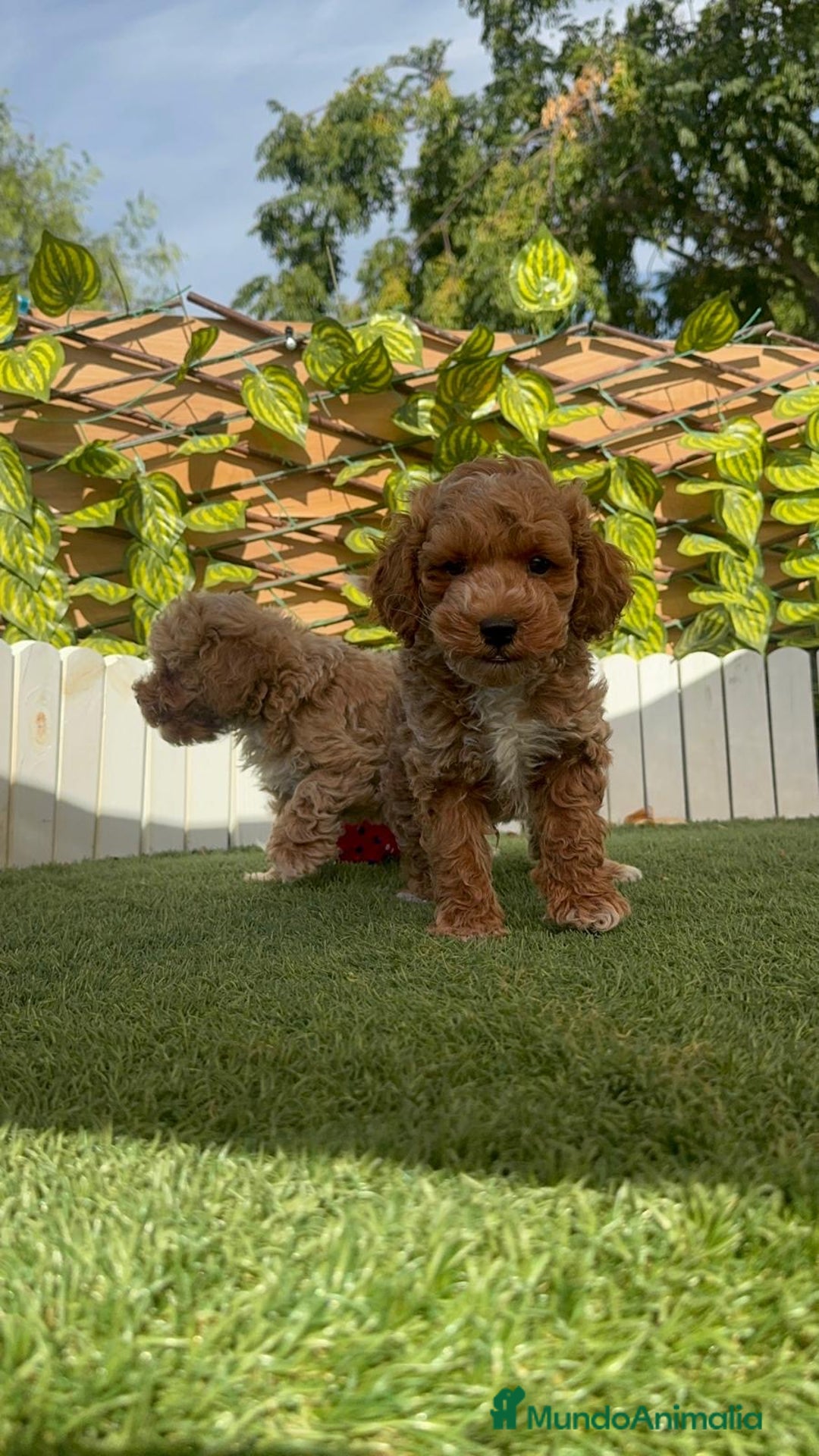 Caniche Toy perros en venta: CANICHE TOY MACHOS - Imagen 13
