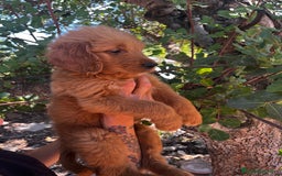 Goldendoodle perros en venta: Goldendoodle f1 - Imagen 5