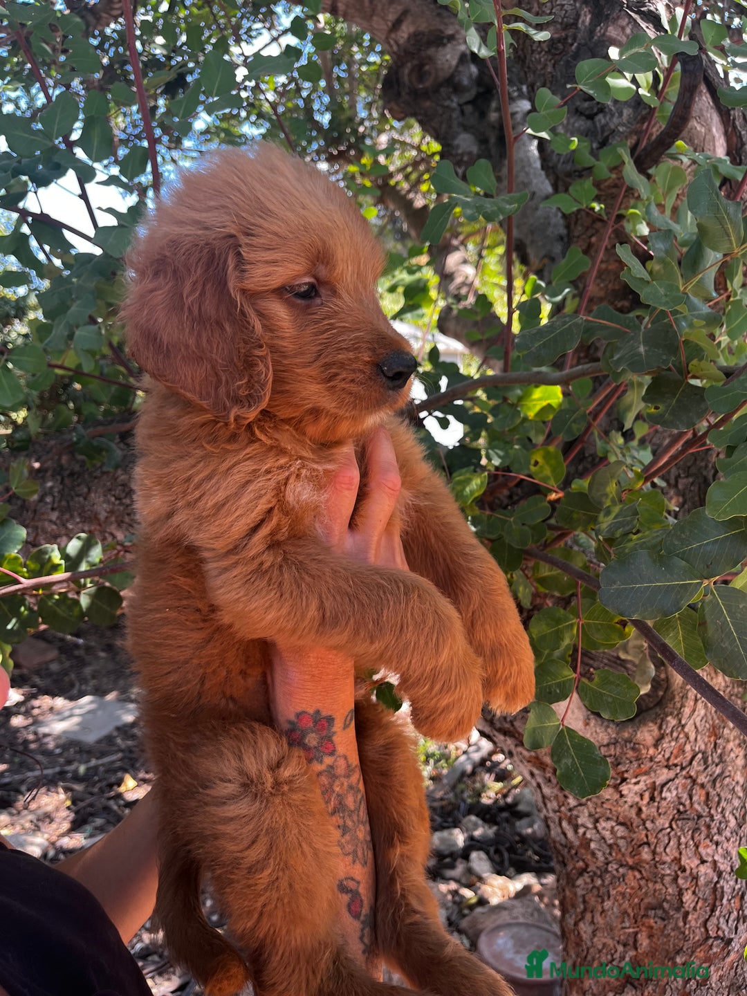 Goldendoodle perros en venta: Goldendoodle f1 - Imagen 5