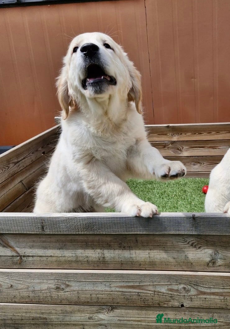 Golden Retriever perros SIMPATICA CACHORRA GOLDEN - Anuncio 14