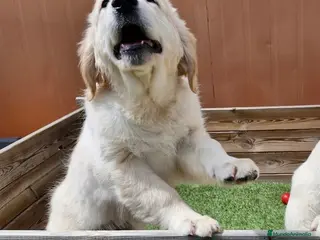 Golden Retriever perros SIMPATICA CACHORRA GOLDEN - Anuncio 13