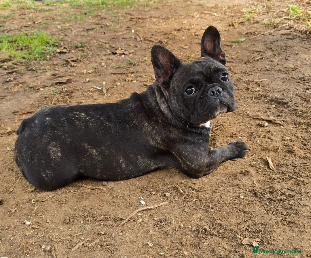 Bulldog Francés perros en venta: Bulldog frances - Anuncio 5