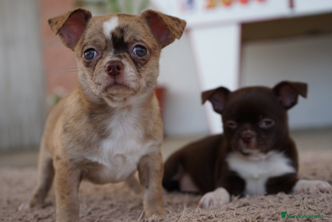 Chihuahua perros en venta: PADDY Y RONDA, DOS CHIHUAHUAS MUY ESPECIALES - Imagen 8