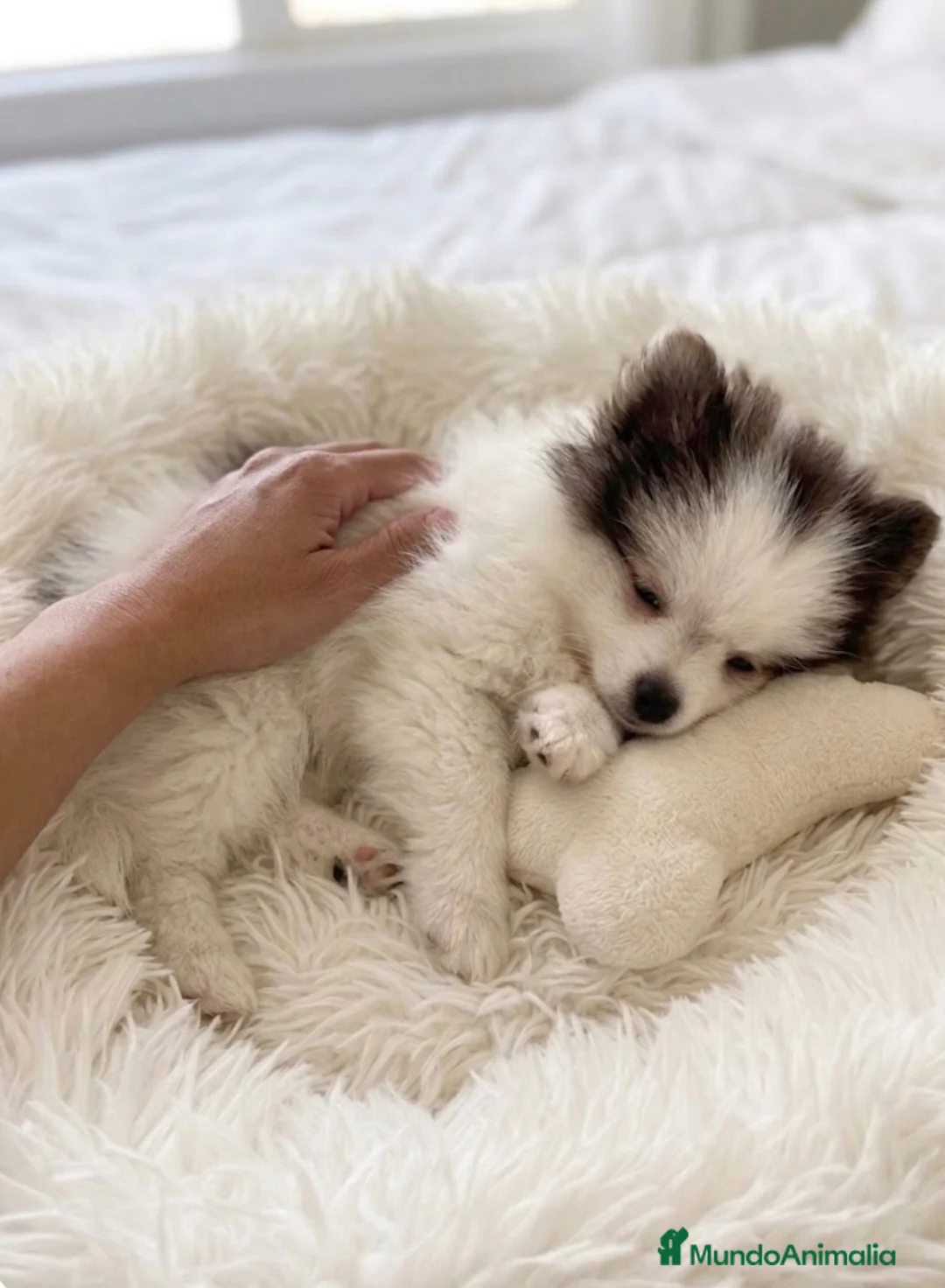 Pomerania perros en venta: Pomerania macho bicolor🐻 - Anuncio 3