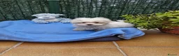 Bichón Maltés perros en venta: Bichón Maltés preciosos  en Barcelona - Anuncio 2
