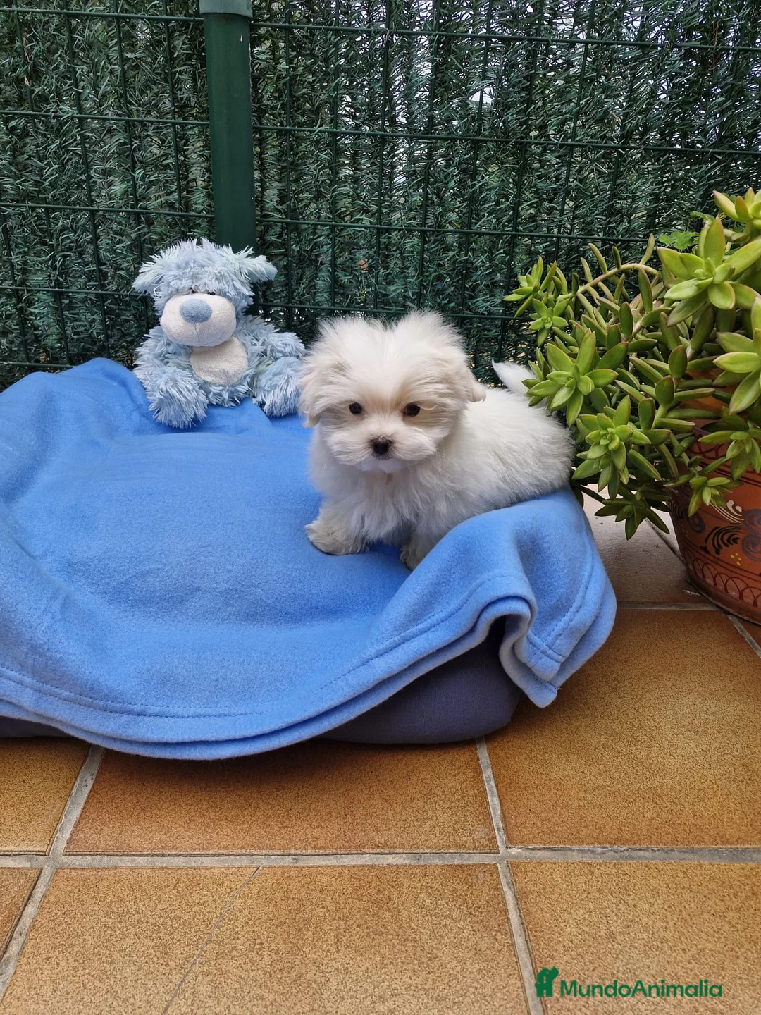 Bichón Maltés perros en venta: Bichón Maltés preciosos  en Barcelona - Anuncio 2