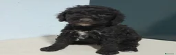 Perro de Agua Español perros en venta: PERRO DE AGUA - Anuncio 9