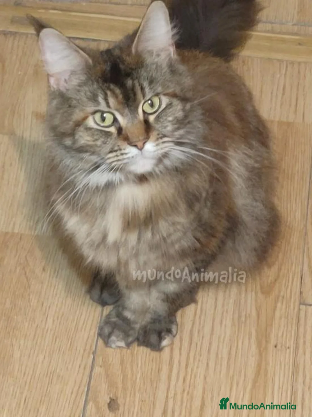 Imagen de galería {{count}}