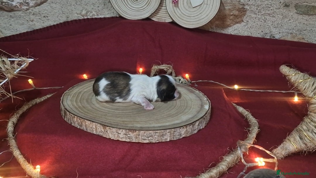 Pekinés perros en venta: Precioso Pekinés bicolor - Anuncio 3