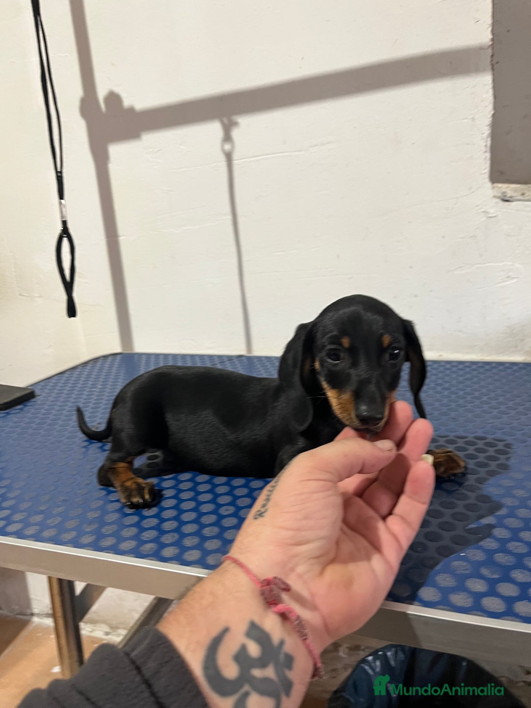 Teckel Miniatura perros en venta: Teckel mini - Anuncio 1