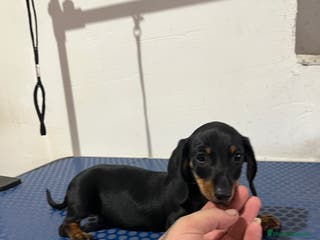 Teckel Miniatura perros Teckel mini - Anuncio 27