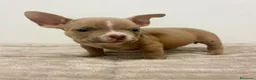 American Bully perros en venta: American Bully - Anuncio 7