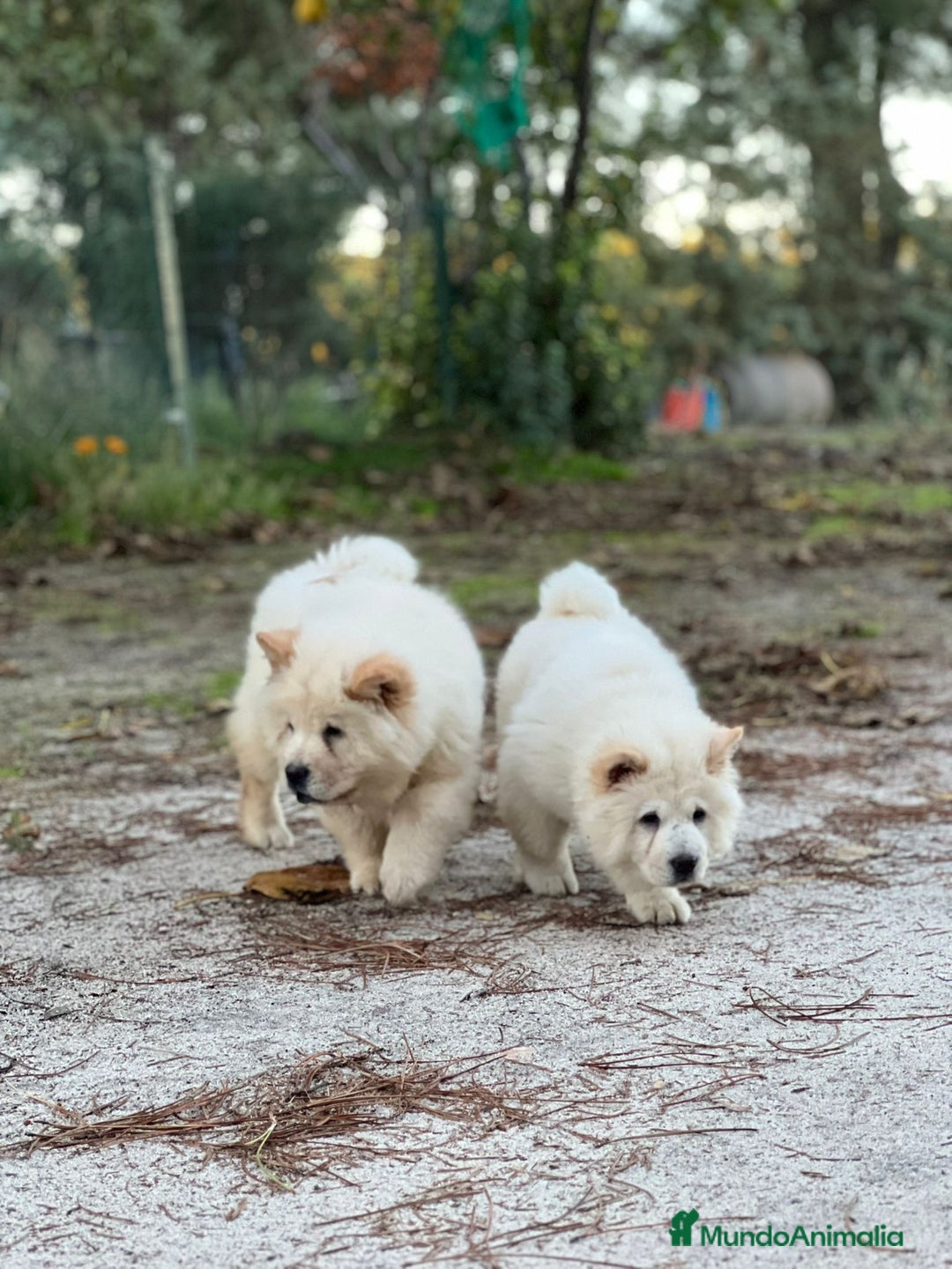 Chow Chow perros en venta: Chow chow - Imagen 2