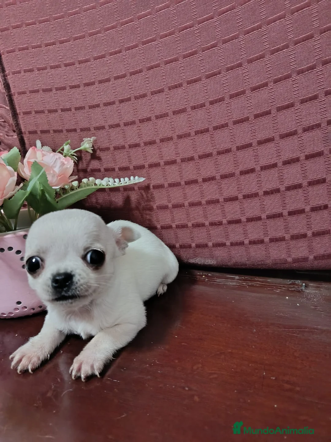 Chihuahua perros en venta: Chihuahua Toy cabeza manzana  - Anuncio 3