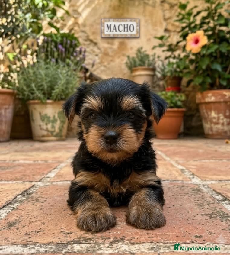 Yorkshire Terrier perros Cachorros yorkshire terrier  - Anuncio 2