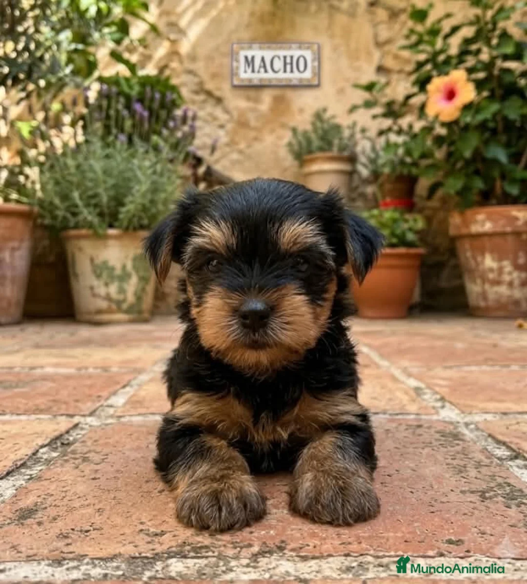 Yorkshire Terrier perros en venta: Cachorros yorkshire terrier  - Anuncio 1
