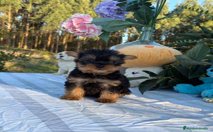 Yorkshire Terrier perros - Anuncio 3