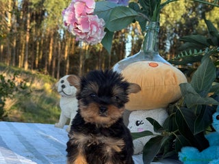 Yorkshire Terrier perros - Anuncio 3