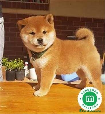 Shiba Inu perros Shiba Inu preciosos parecen lobitos  - Anuncio 7