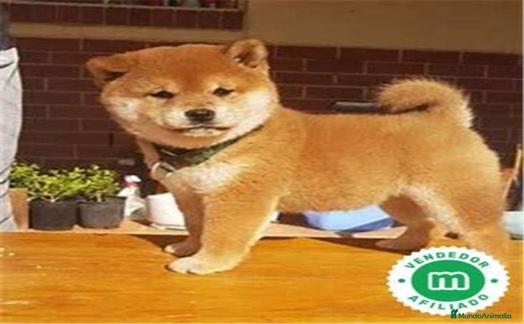 Shiba Inu perros - Anuncio 1