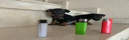 Pinscher Miniatura perros en venta: Mini pincher - Anuncio 13